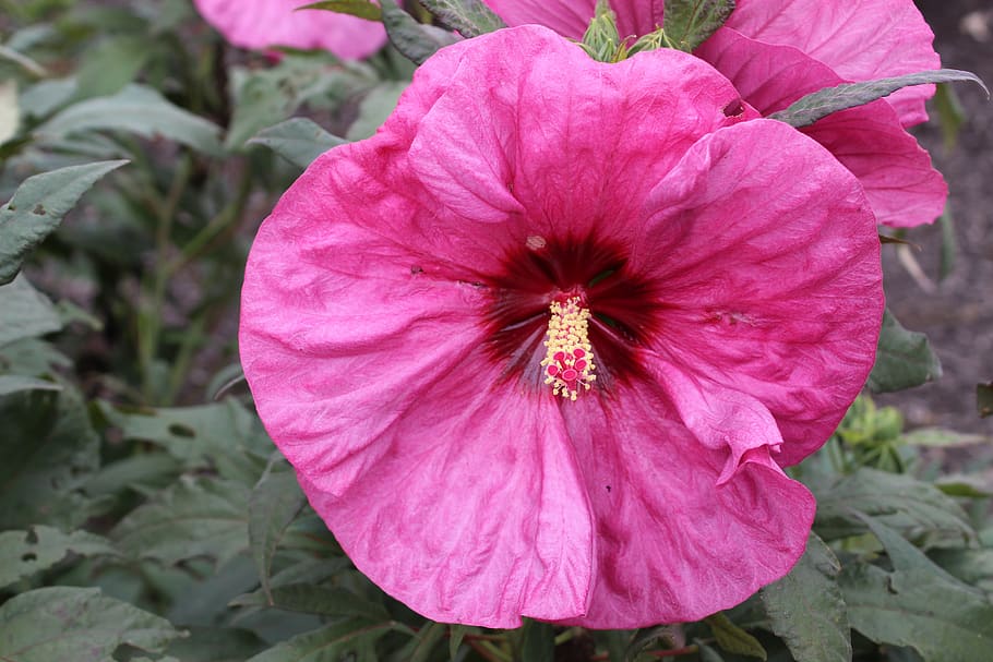 flower, bloom, spring, pink, flowering plant, freshness, petal HD wallpaper