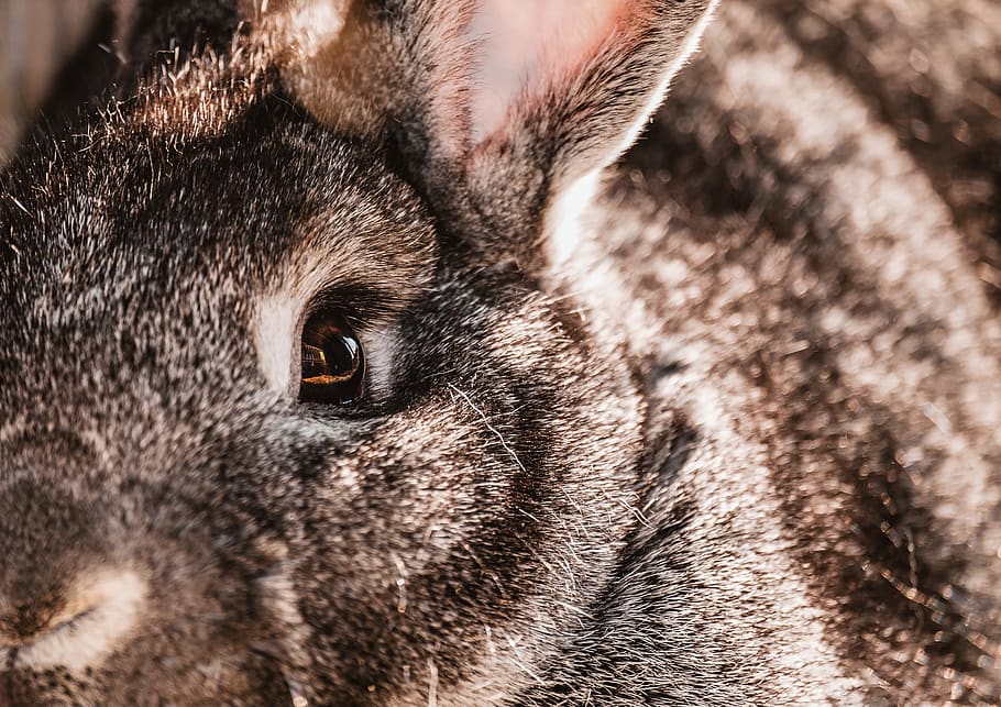 rabbit, hare, animal, close up, eye, view, animal world, pet HD wallpaper