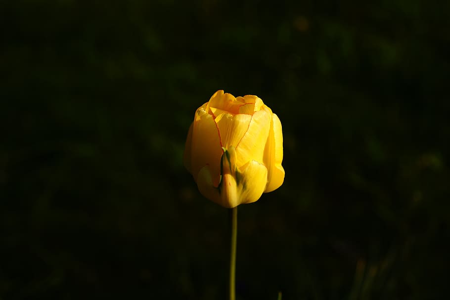 tulip, yellow, hell, spring, flowers, blossom, bloom, natural HD wallpaper