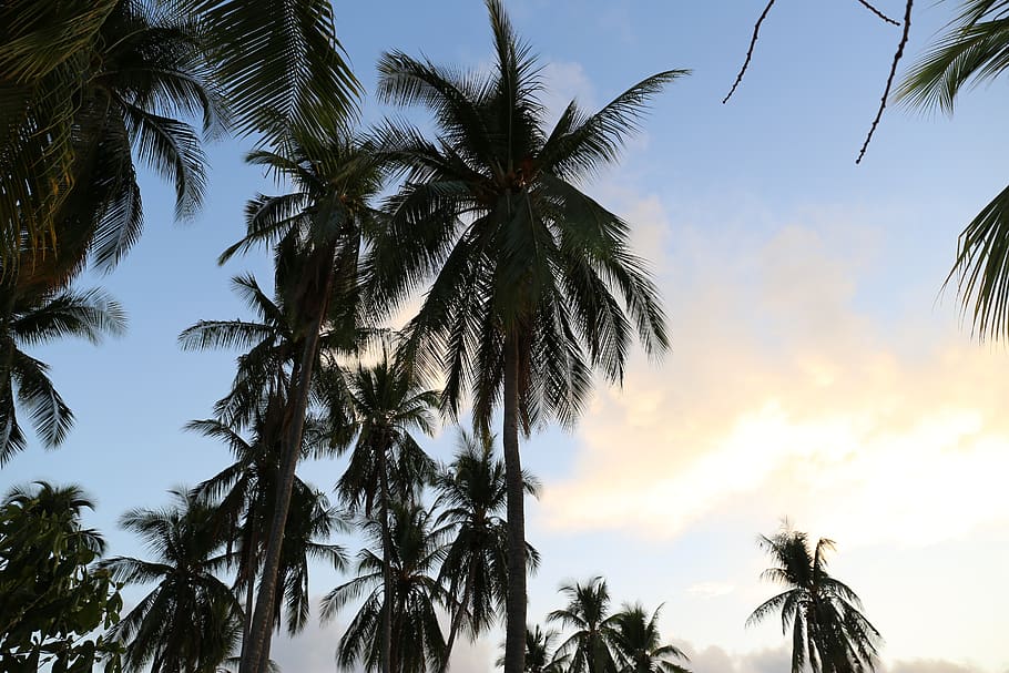 palm tree, beach, island, sky, tropical, seascape, paradise HD wallpaper