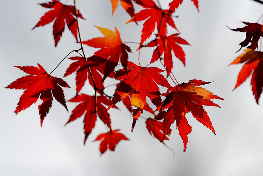 red maple leaves, leaf, plant, tree, animal, bird, maple leaf, HD wallpaper