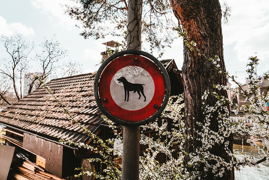 dog signage, tree, plant, sky, architecture, nature, built structure HD wallpaper