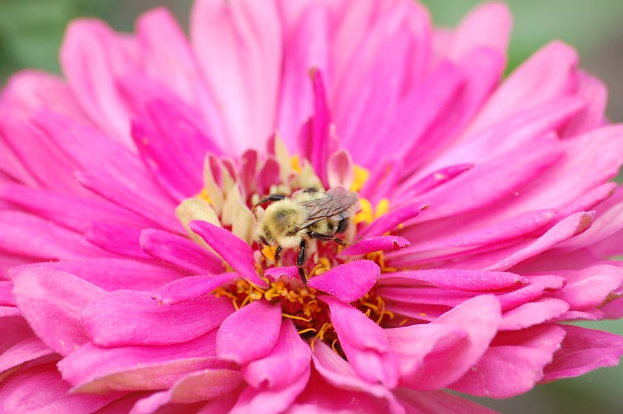 pink, bee, flower, bloom, nature, pollination, pollen, nectar HD wallpaper