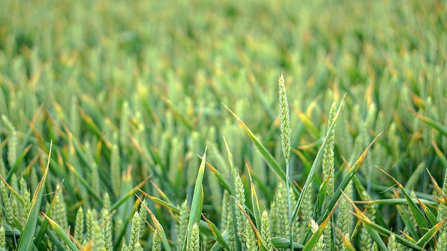 green wheatfield during daytime, grass, flora, plant, normandy HD wallpaper