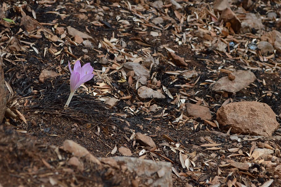 leaves, rocks, nature, spring, hope, flower, fire, burn, field HD wallpaper
