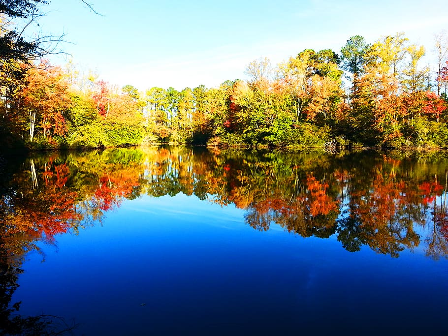 water, reflection, tree, tranquility, beauty in nature, autumn HD wallpaper