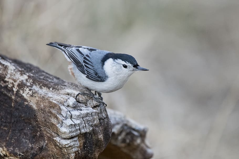 White-breasted Nuthatch, animal, blur, blurred background, close-up, HD wallpaper