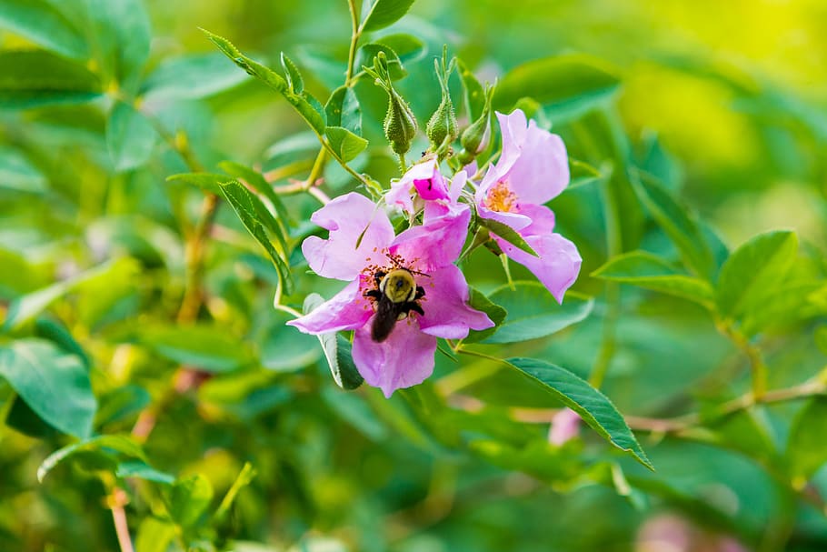 wasp, green, flower, flowering plant, freshness, beauty in nature HD wallpaper
