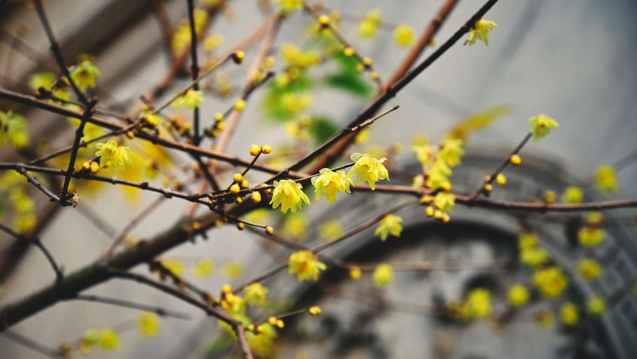 plant, tree, beauty in nature, branch, growth, selective focus HD wallpaper