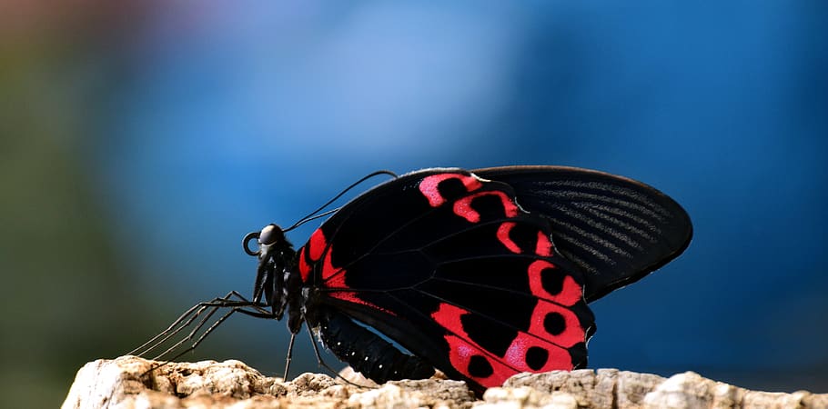 butterfly, tropical, wing, black, red, points, small, close up, HD wallpaper