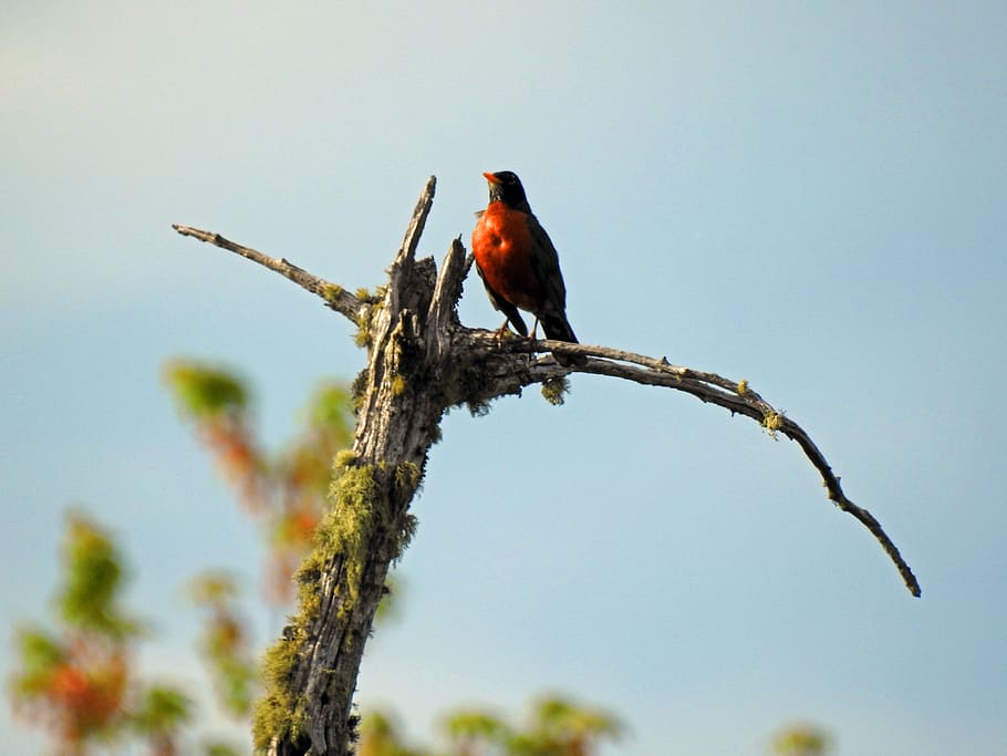 american robin, bird, orange, tree, branch, nature, pen, animal themes HD wallpaper