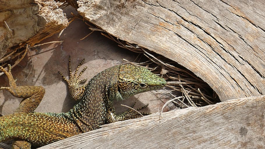 animal, lizard, reptile, scale, creature, nature, close up HD wallpaper