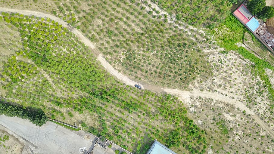 plant, landscape, aerial view, environment, day, nature, field HD wallpaper