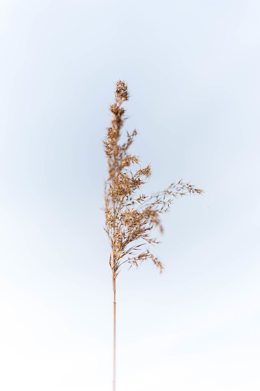 brown wheat, plant, sky, nature, growth, no people, beauty in nature HD wallpaper