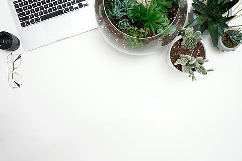 Clear Glass Fishbowl, cacti, flatlay, laptop, pot plants, succulent HD wallpaper