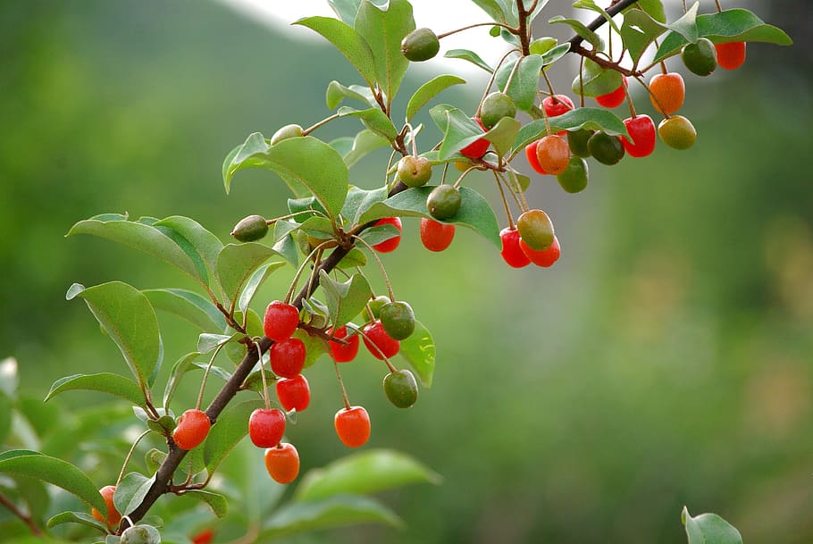 nature, fruit, wood, leaf, quarter, bodhi, spring, red, state of the union HD wallpaper