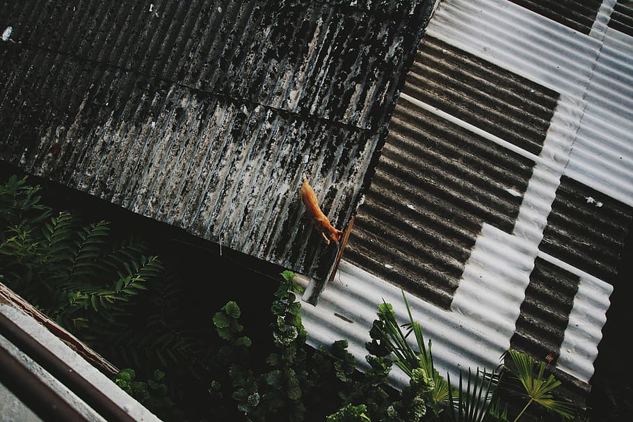 cat, roofing, high angle view, nature, animal wildlife, animals in the wild HD wallpaper