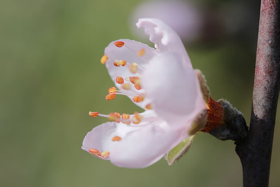 flower, peach tree, spring, flora, botanist, close-up, beauty in nature HD wallpaper
