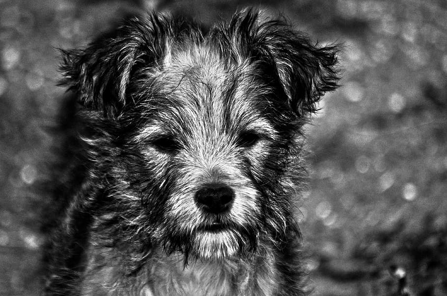 one animal, animal themes, dog, domestic, mammal, canine, pets HD wallpaper