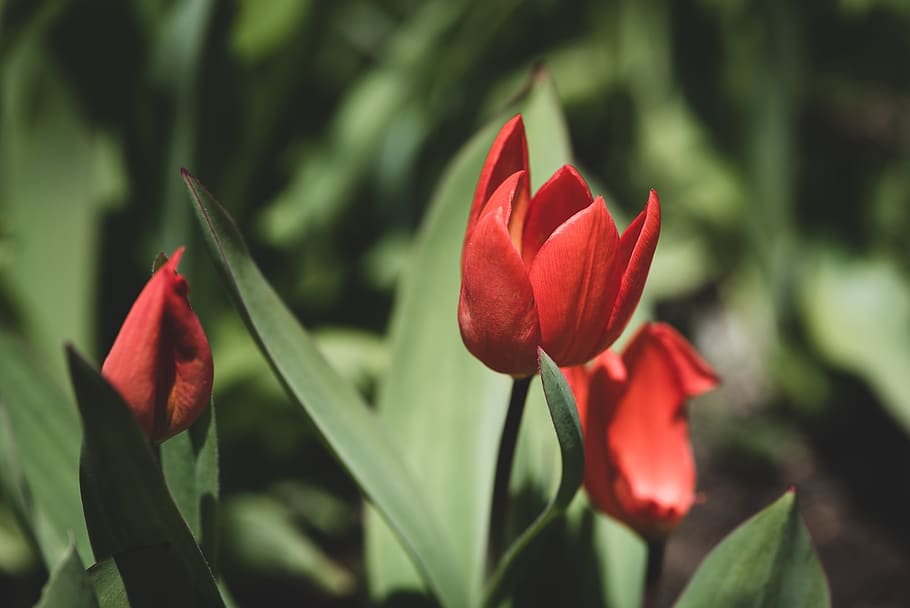 tulips, red, small, small tulips, garden, spring, in the garden HD wallpaper