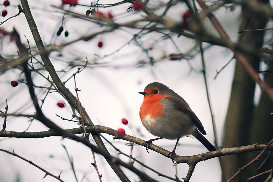robin, erithacus rubecula, old world flycatcher, bird, garden HD wallpaper