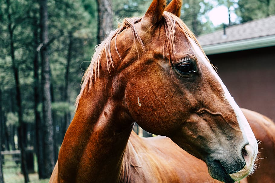 selective focus photography of horse, animal, mammal, colt horse