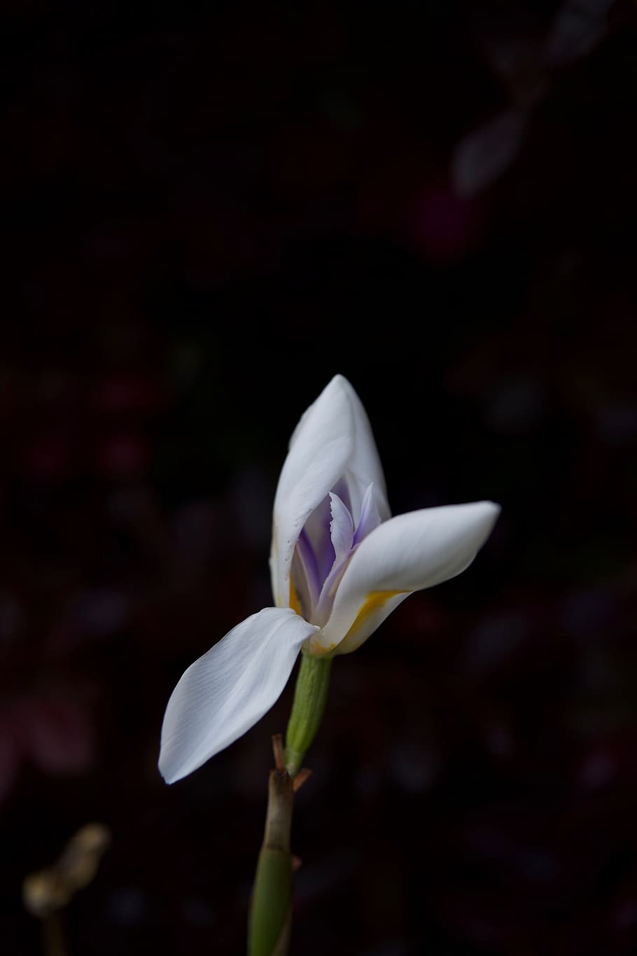 iris, white, purple, dramatic, open, bud, reveal, elegant, single HD wallpaper