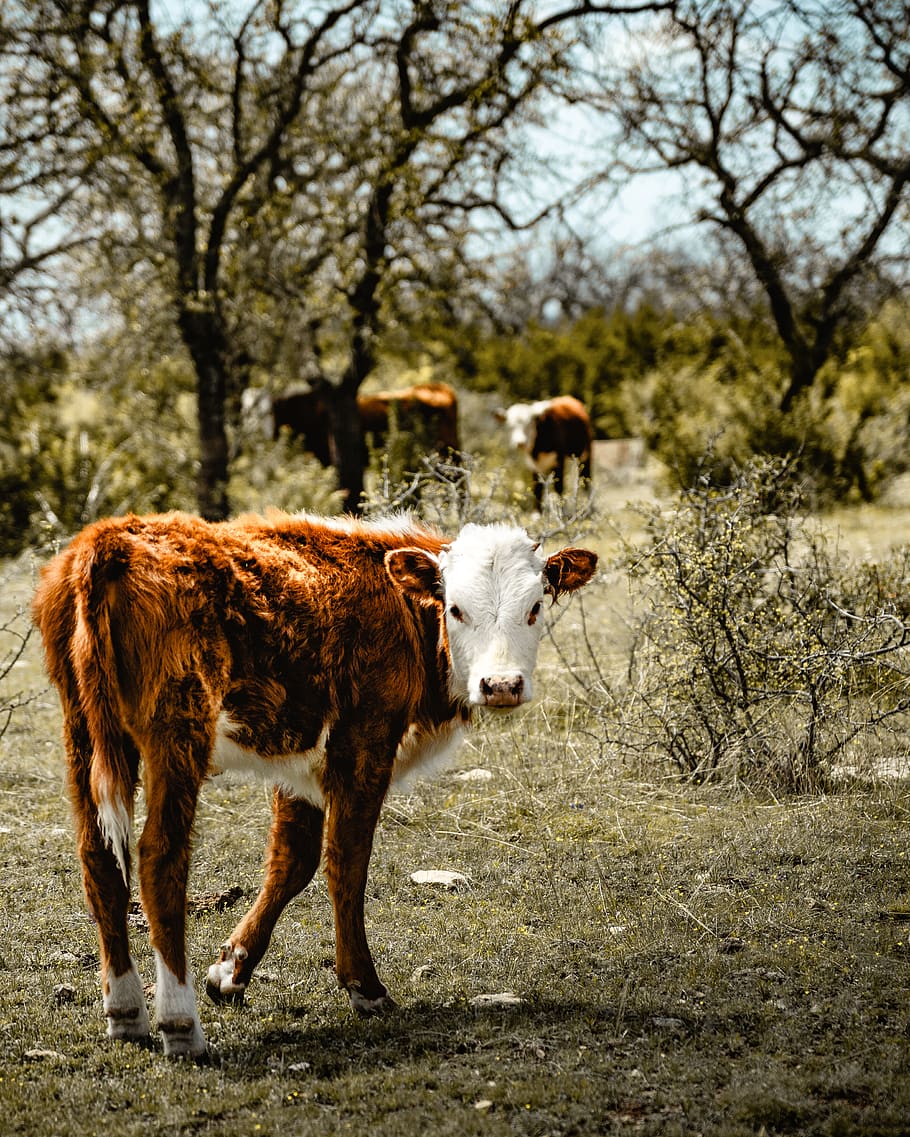 brown and white cow, mammal, animal themes, domestic animals HD wallpaper