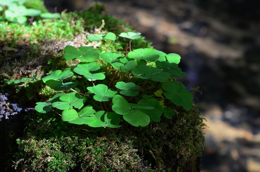 forest, moss, forest floor, plant, growth, plant part, leaf HD wallpaper