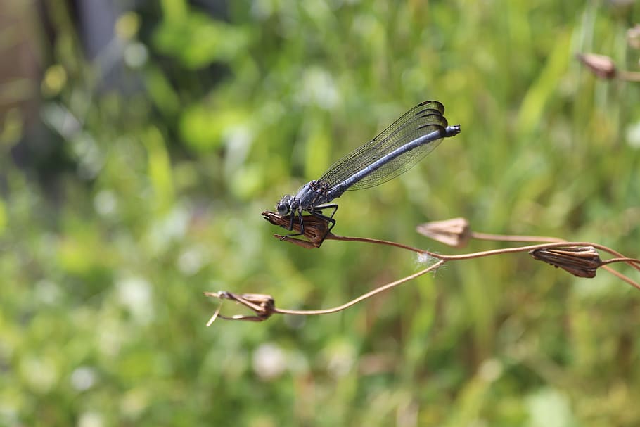 dragonfly, nature, insects, animal wildlife, animals in the wild HD wallpaper