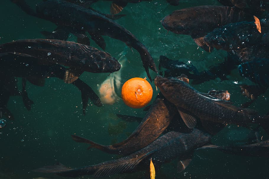 spain, córdoba, koi, fish, water, orange, carp, swimming, animal wildlife HD wallpaper
