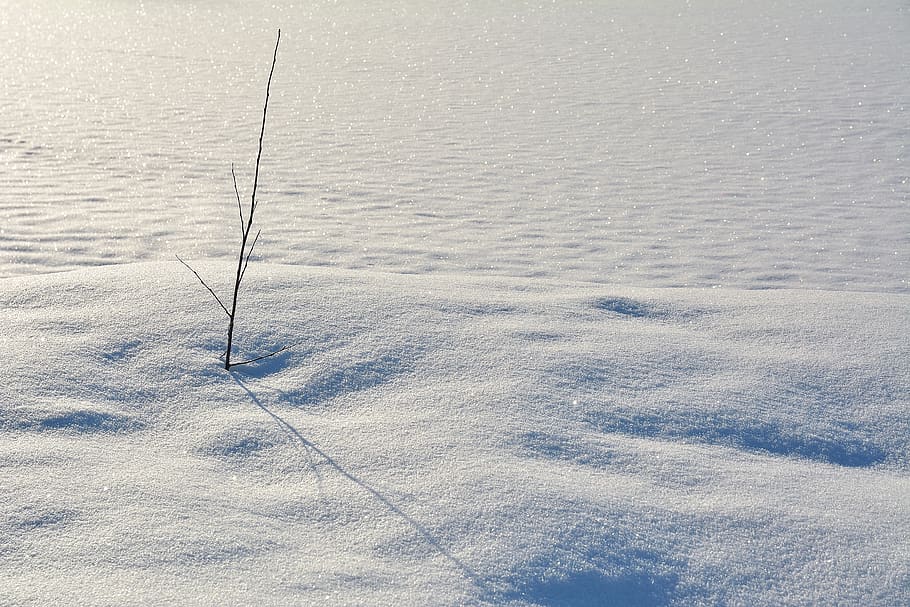snow, winter, cold, tree, reflection, white, snowy, crystals HD wallpaper
