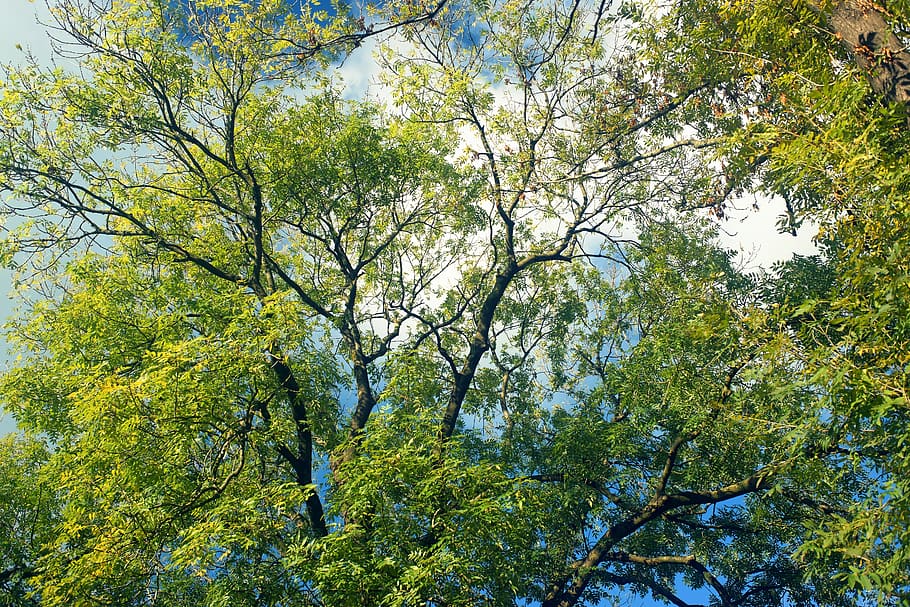 autumn, tree, aesthetic, landscape, mood, magic, romantic, sky HD wallpaper
