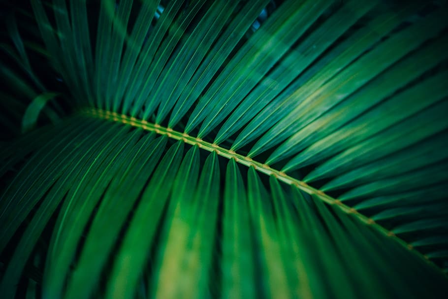 abstract, background, botanical, close-up, detail, environment HD wallpaper