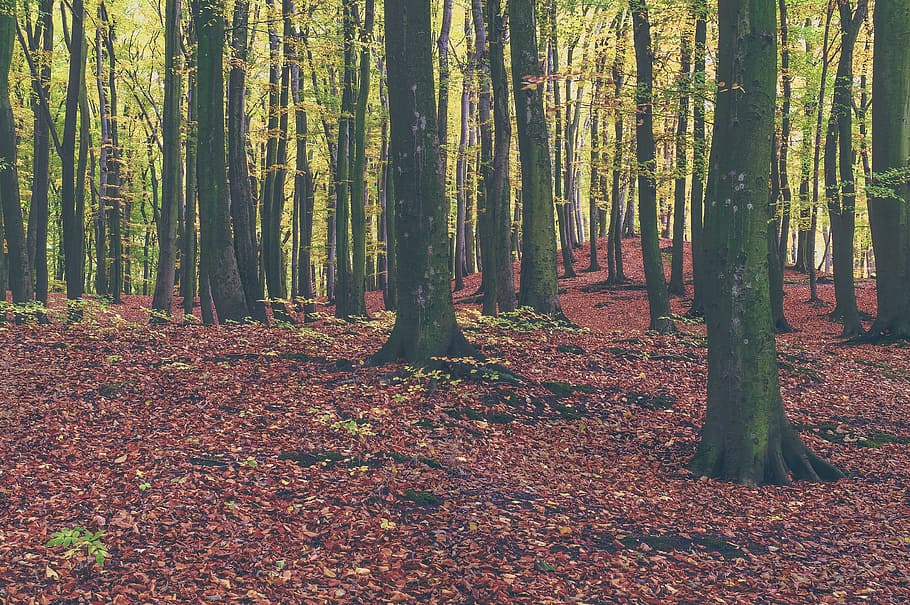 trees, forest, woods, nature, leaves, fall, autumn, land, tree trunk HD wallpaper