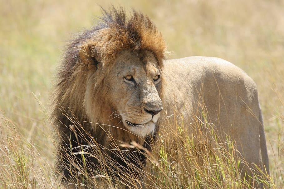 lion on green field, wildlife, mammal, animal, grass, masai mara kenya, HD wallpaper