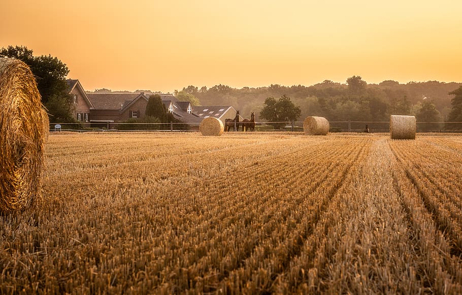cornfield, sunrise, backlighting, wheat field, horses, straw bales HD wallpaper