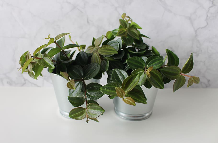 plant, green, leaf, background, leaves, close up, houseplant HD wallpaper
