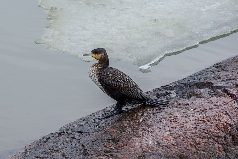 cormorant, spring, ice, bird, water, waterfowl, finnish, animals in the wild HD wallpaper