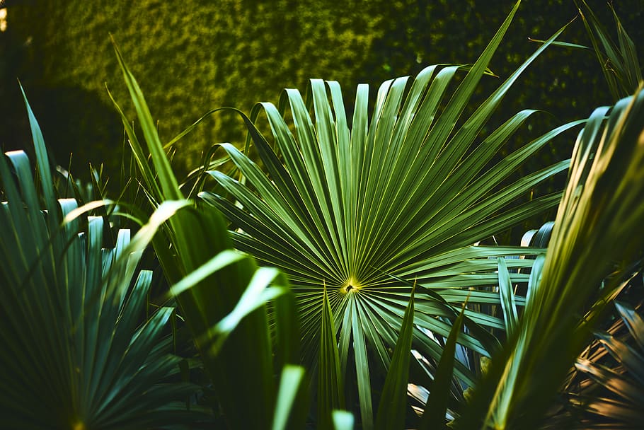 green fan leaves, plant, growth, leaf, green color, plant part HD wallpaper