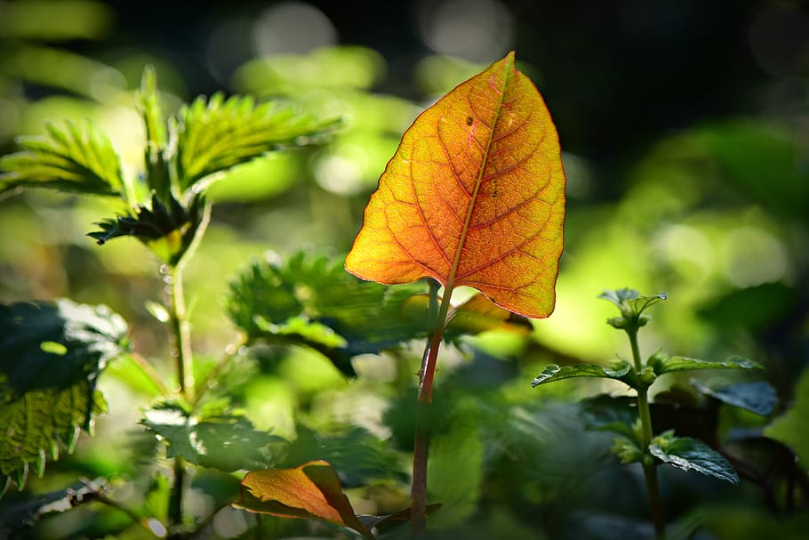 leaf, plant, vein, pattern, texture, spring, garden, nature HD wallpaper