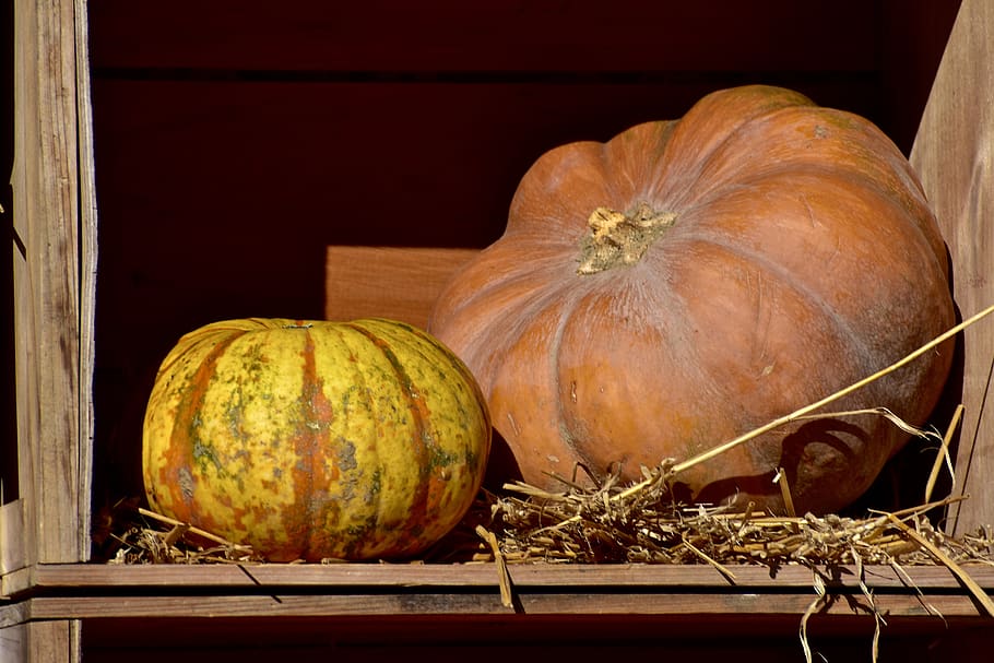 squash, pumpkin, hay, halloween, harvest, decoration, yellow HD wallpaper