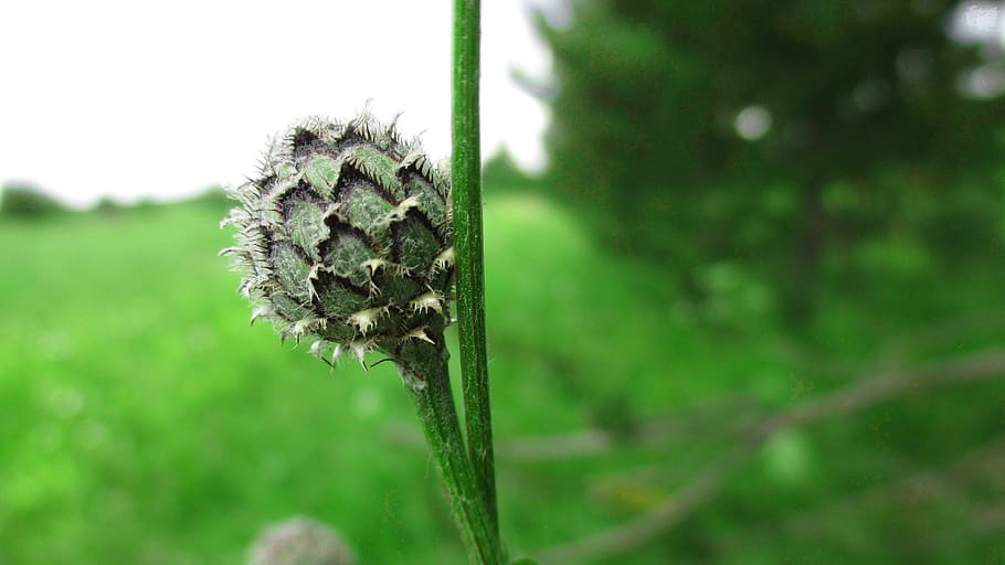 bud, flower, thistle, strange, barb, centaurea, summer, greens HD wallpaper