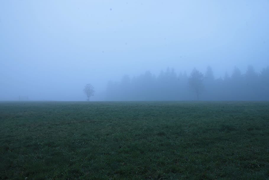 fog, green, blue, field, grass, nature, plant, tree, environment HD wallpaper