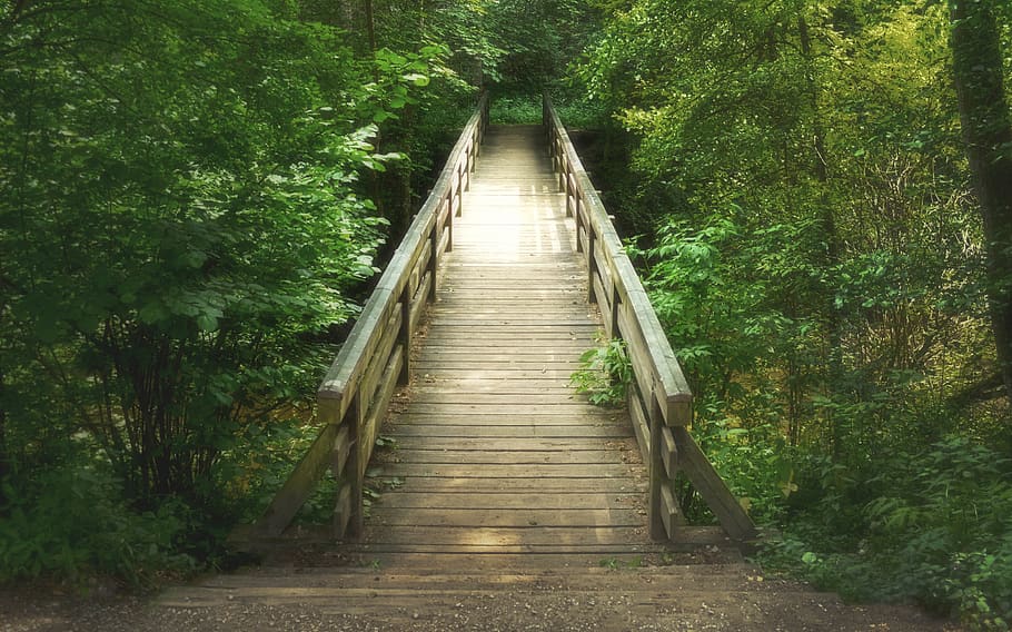 bridge, forest, trees, direction, the way forward, plant, growth HD wallpaper