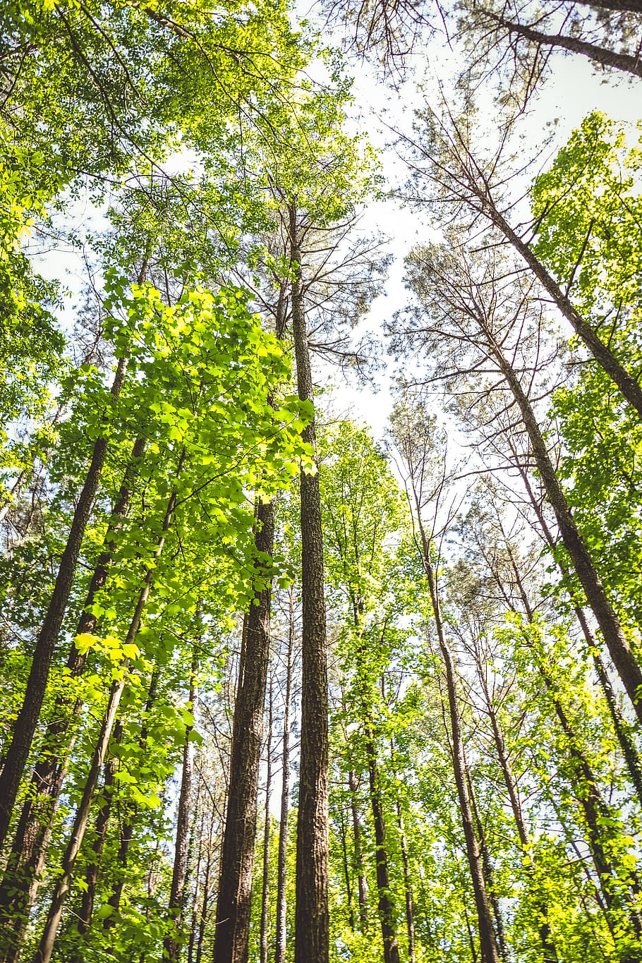 trees, forest, green, nature, plants, summer, land, low angle view HD wallpaper