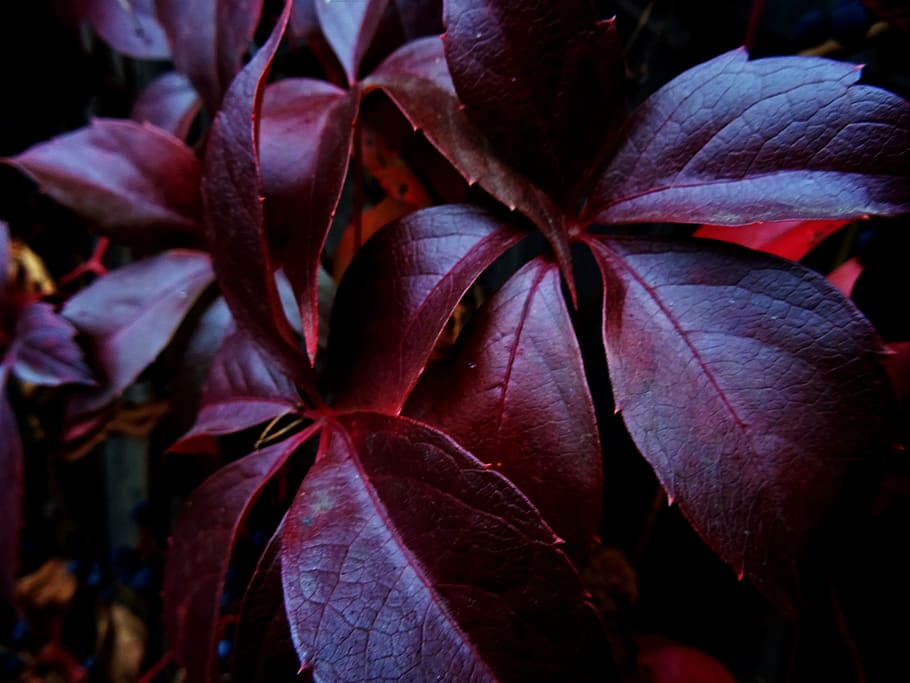 Red Leafed Plant, blur, close-up, color, dark, environment, flora HD wallpaper