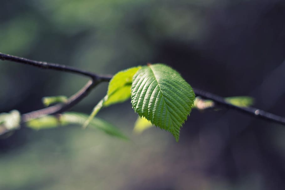 green, leaf, nature, tree, closeup, plant, plant part, close-up HD wallpaper