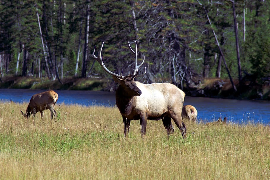 bull elk next to madison river, wapiti, yellowstone, national, HD wallpaper