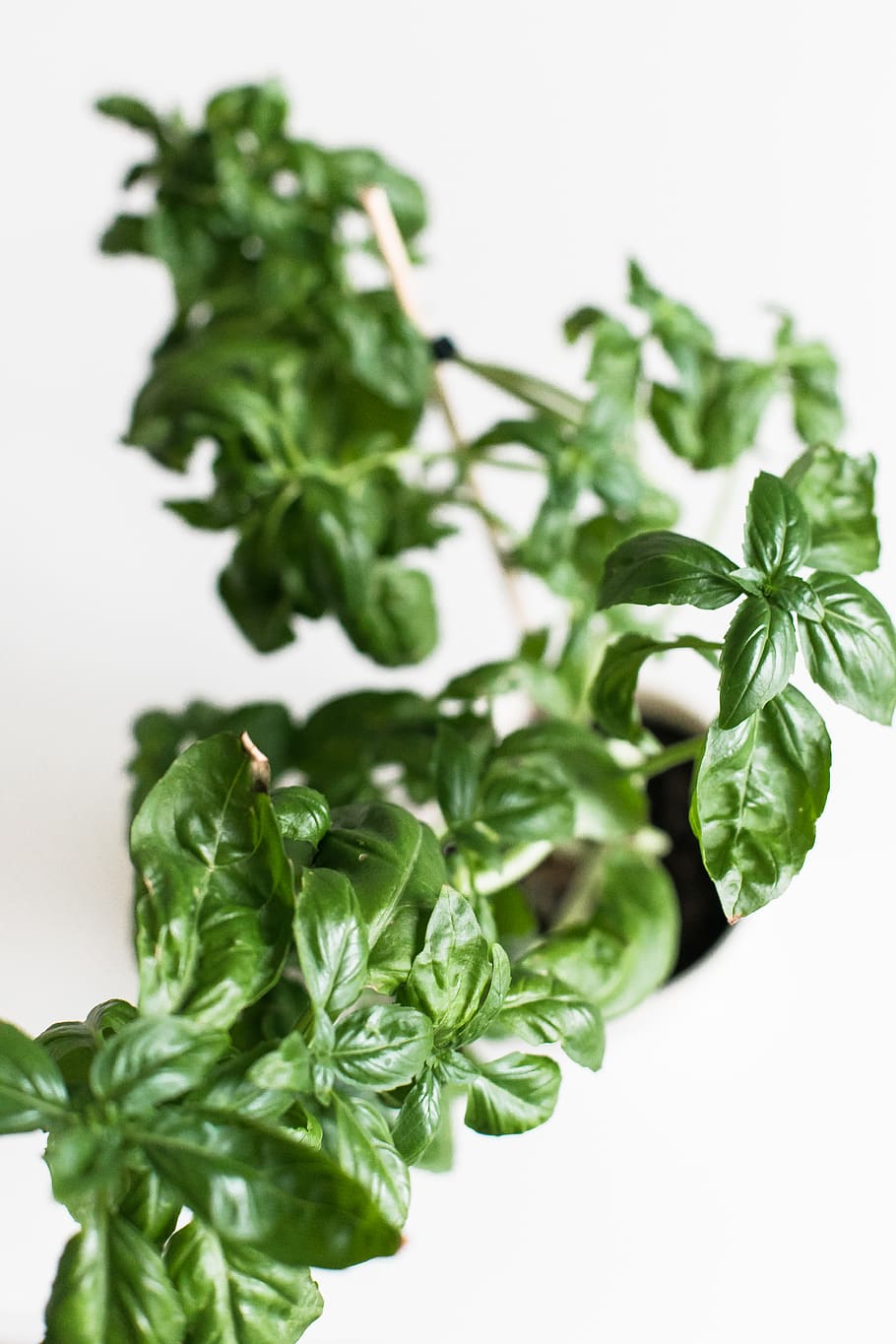 shallow focus photography of green plant, herbs, vase, parsley, HD wallpaper